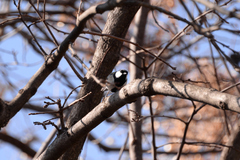 Parus minor