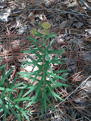 Asclepias tuberosa interior