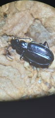 Bembidion recticolle