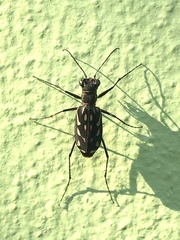 Lophyra striolata