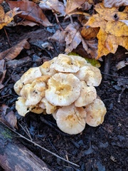 Pholiota lutescens