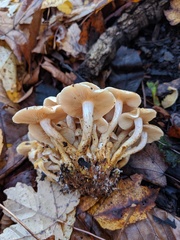 Pholiota lutescens
