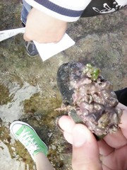 Lithophyllum incrustans