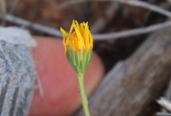 Pentachaeta aurea aurea