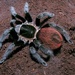 Mexican Red-rump Tarantula - Photo (c) Biopix, some rights reserved (CC BY-NC)