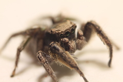 Habronattus festus