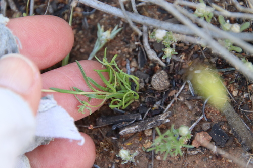 Image of Pentachaeta aurea by (c) Millie Basden, some rights reserved (CC BY)