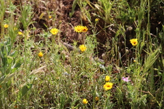 Pentachaeta aurea aurea
