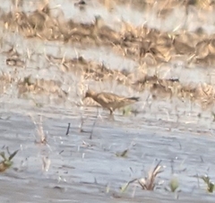 Calidris subruficollis
