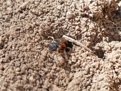 Sphecodes ferruginatus