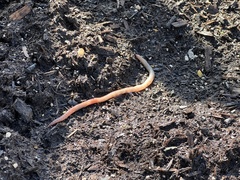 Lumbricidae