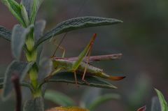 Conocephalomima barameda