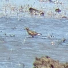 Calidris subruficollis