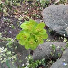 Euphorbia helioscopia