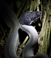 Leiopython fredparkeri
