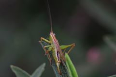 Conocephalomima barameda