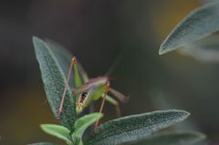 Conocephalomima barameda