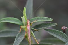 Conocephalomima barameda