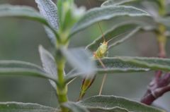 Conocephalomima barameda