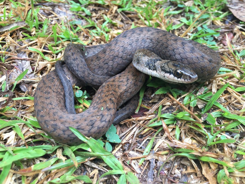 Painted Keelback