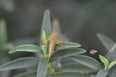 Conocephalomima barameda