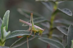 Conocephalomima barameda