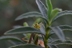 Conocephalomima barameda