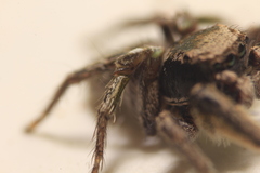 Habronattus festus