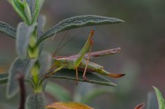 Conocephalomima barameda
