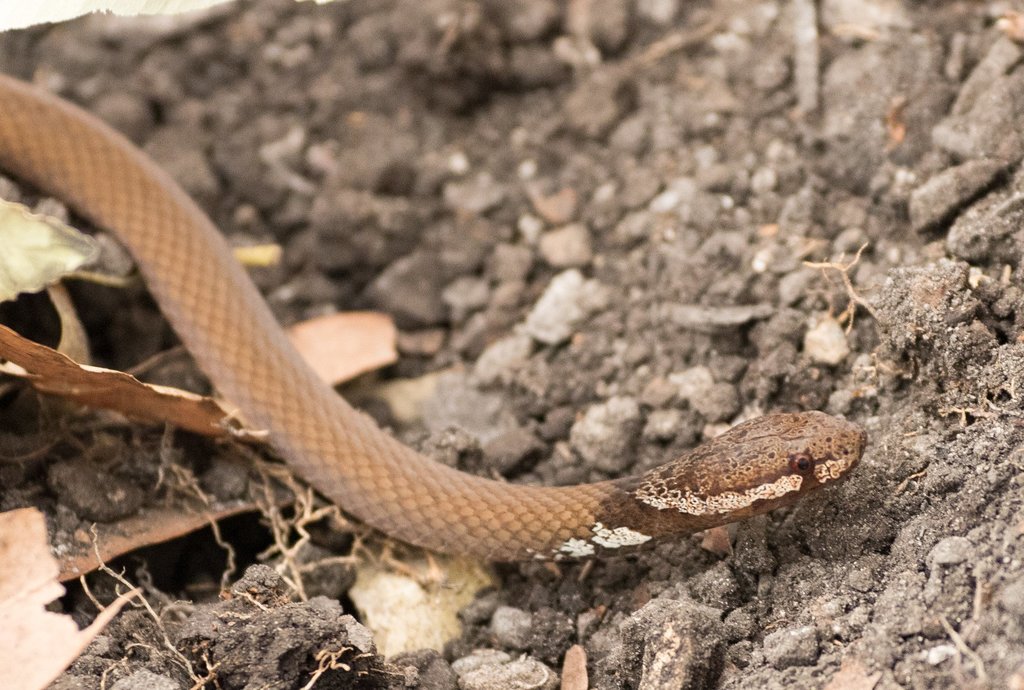 Müller’s Crown Snake