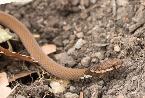 Müller’s Crown Snake - Photo (c) chris_barnesoz, some rights reserved (CC BY-NC)