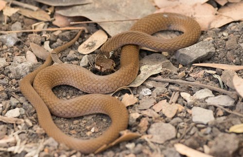 Müller’s Crown Snake