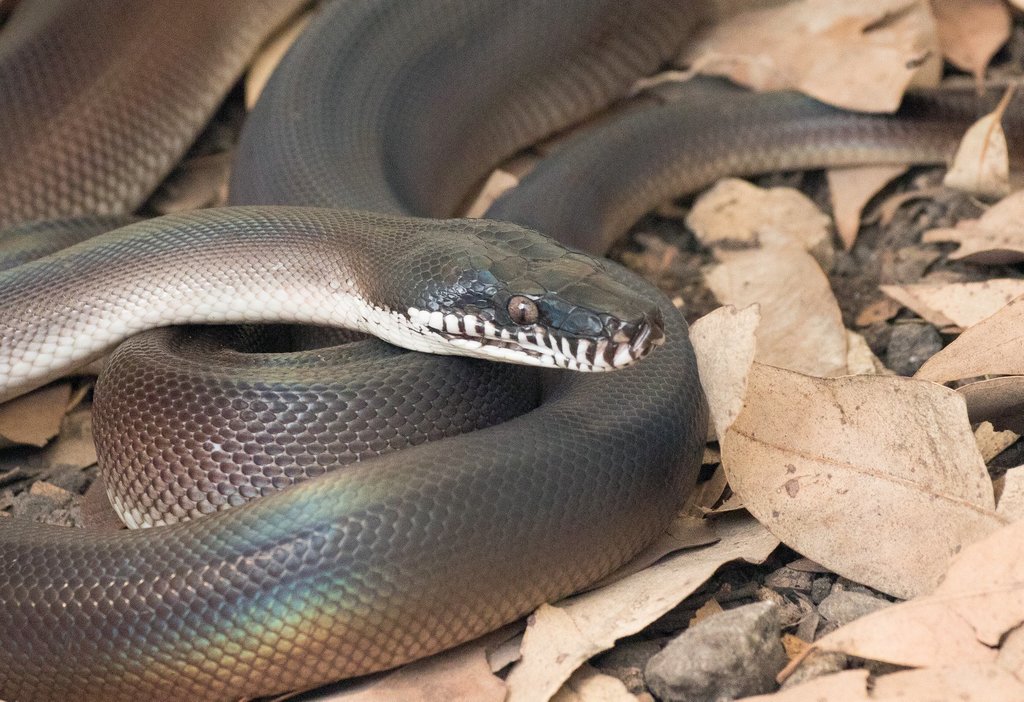Southern White-lipped Python in August 2019 by chris_barnesoz · iNaturalist