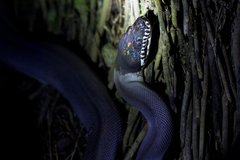 Leiopython fredparkeri