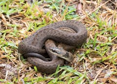 Painted Keelback photo 2