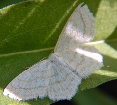 Scopula junctaria