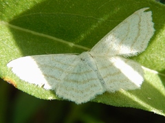 Scopula junctaria