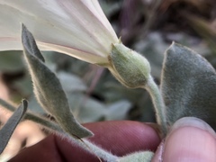 Calystegia malacophylla