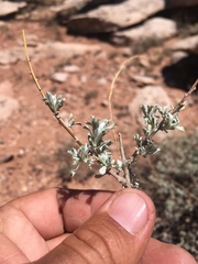 Artemisia bigelovii