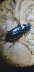 Bembidion recticolle