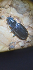 Bembidion recticolle