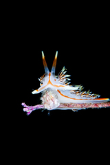 Phidiana militaris