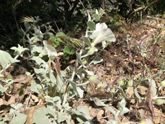 Calystegia malacophylla