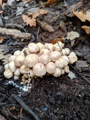 Pholiota lutescens