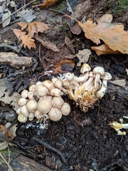 Pholiota lutescens