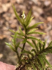 Thamnobryum