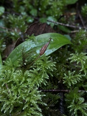 Scoliopus hallii