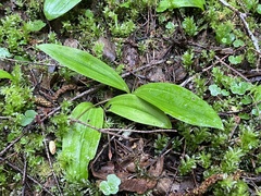 Scoliopus hallii
