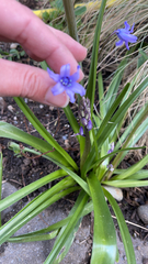 Hyacinthoides hispanica