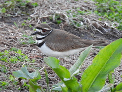 Charadrius vociferus